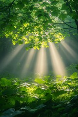 Poster - A serene forest scene with sunlight filtering through lush green leaves, creating a peaceful and tranquil atmosphere.