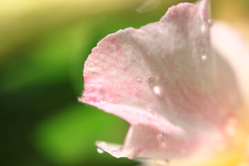 Wall Mural - Colorful flowers in the garden, beautiful and natural, macro photo.