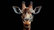 © The Little Hut - giraffe giraffe head design.  : Generative AI