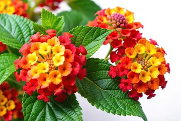 Wall Mural - Panoramic red and yellow Lantana camara flowers isolated on white background