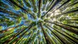 © suchetpong - Panoramic view of forest trees with crown shyness creating a stunning landscape