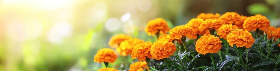 Sticker - A vibrant display of orange marigold flowers in a sunlit garden setting.