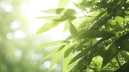 Poster - A close-up of green leaves glistening with droplets in soft sunlight.