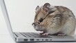 © MD Media - Cute hamster wearing glasses, sitting on top of an open laptop computer, against a white isolated background.