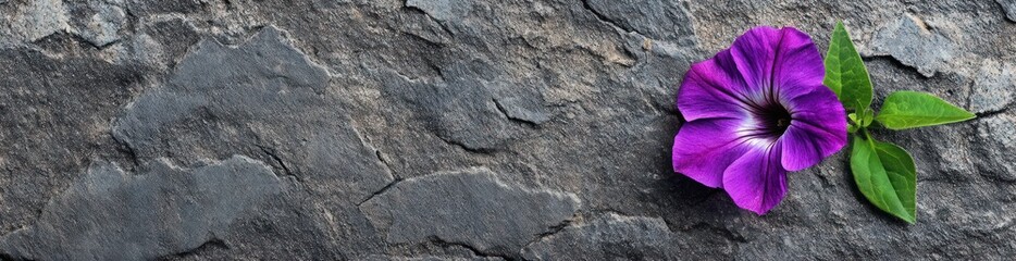 Poster - A vibrant purple flower rests on textured stone, showcasing nature's beauty and contrast.