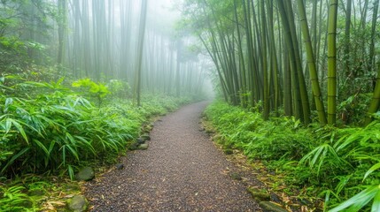 Sticker - A serene bamboo path shrouded in mist, inviting exploration and tranquility.