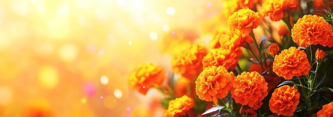 Poster - A vibrant display of orange marigold flowers against a soft, glowing background.