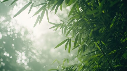 Wall Mural - Lush bamboo leaves illuminated by soft light in a misty environment.