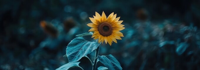 Poster - A vibrant sunflower stands out against a dark, blurred background, showcasing its beauty.