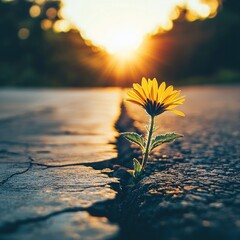 Wall Mural - A vibrant yellow flower growing through a crack in the pavement at sunset.