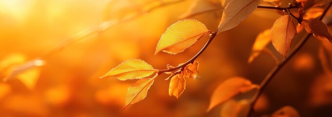 Poster - A close-up of orange leaves illuminated by warm sunlight, evoking autumn's beauty.