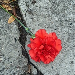 Wall Mural - A vibrant red carnation flower resting on cracked concrete.