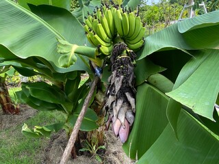 Banana plants growing in the park.