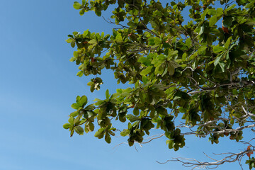 Sunlit Green Foliage Against a Clear Blue Sky