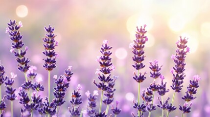 Wall Mural - A serene field of lavender flowers under soft light, evoking tranquility and beauty.