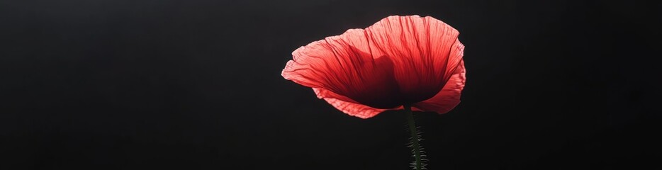 Wall Mural - A close-up of a vibrant red poppy flower against a dark background.