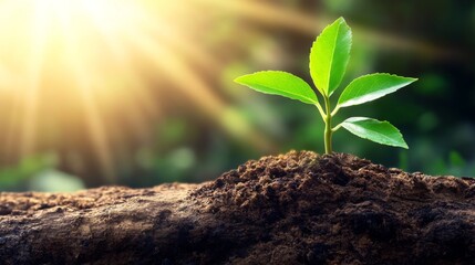 Poster - New Plant Sprout Emerging from Soil with Sunlight