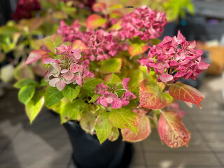 Beautiful blooming pink dried Hydrangea flowers with yellow pink leaves in decorative grey flower pot in balcony terrace garden in autumn winter time