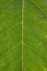 Leaf Texture