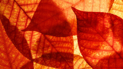 Poster - Bright background autumn season leaves close-up with backlight as a background, template or web banner for the design of the autumn theme