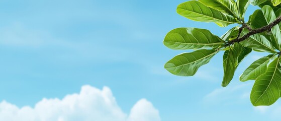a tree branch with verdant leaves contrasting against a backdrop of azure sky and ethereal, wispy cl