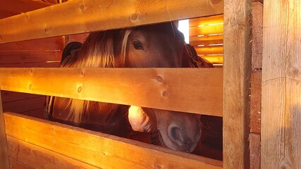 Poster - horses in the stable. Sunset lighting.