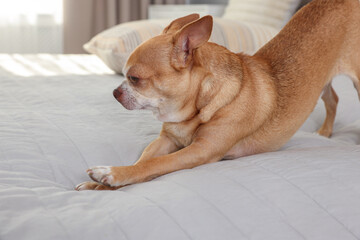 Cute Chihuahua dog on bed in room