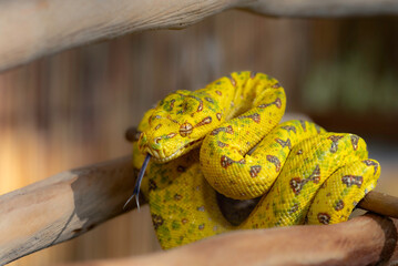 Green Tree Pythons in my Backyard