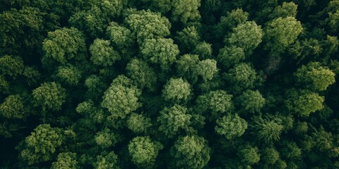 A lush green forest with many trees. The trees are tall and green, and the forest is dense. Concept of tranquility and serenity, as the viewer is surrounded by the peacefulness of nature