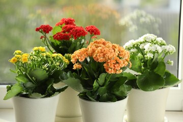 Poster - Different beautiful kalanchoe flowers in pots on windowsill