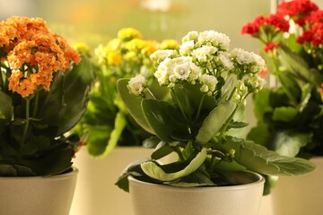 Poster - Different beautiful kalanchoe flowers in pots indoors, closeup