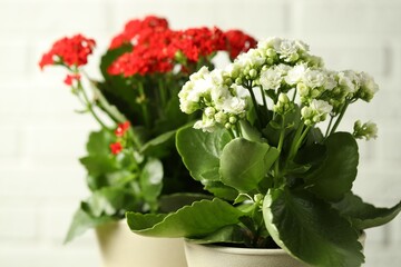 Wall Mural - Different beautiful kalanchoe flowers in pots on light background, closeup