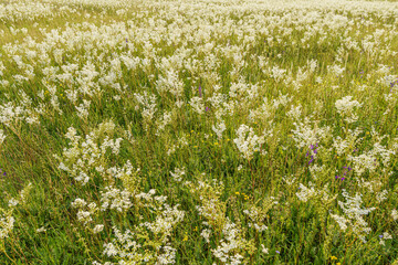 Lots and lots of white blooming fan grass, in the sun, in a field, Hungary, Kiskunsag, wide angle lens