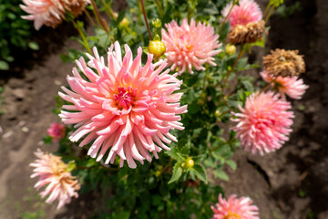 Coral Semi-Cactus Dahlias