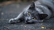 © Musarat - Lovely gray feline resting on the ground the idea of having pets