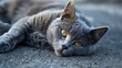 © Musarat - Lovely gray feline resting on the ground the idea of having pets