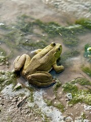 frog in the water