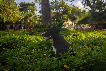 cute dog in the park of the city