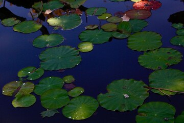 water lily in the pond