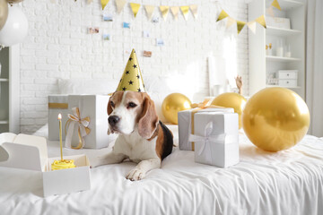 Canvas Print - Cute Beagle dog in party hat with gifts for birthday at home