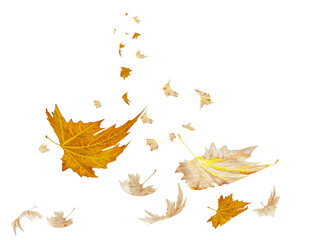 Wall Mural - leaves traveling wind air autumn transparent background  folliage