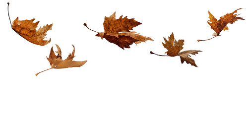 Wall Mural - leaf leaves isolated autumn winter season background falling fall platanus tree wid air w