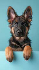 Wall Mural - Adorable German Shepherd Puppy Peeking Over Blank Billboard on Pastel Background