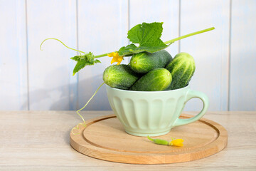 Poster - green cucumbers in a bowl on the table. healthy raw vegetables, fresh harvest. rural still life, table in the kitchen.