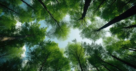 Tranquil Forest Canopy Sky View