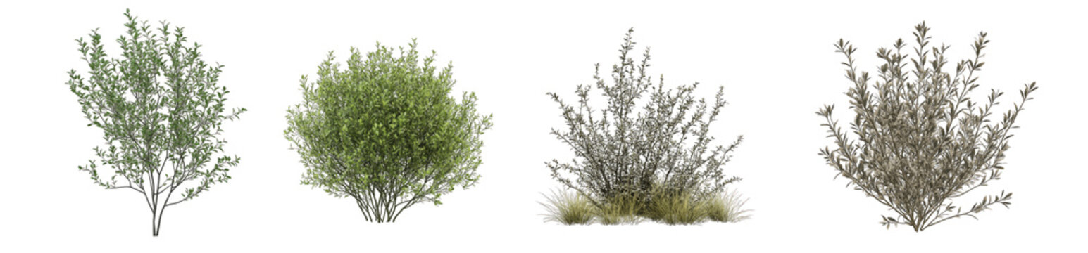 collection of png. botanical bush with fine, needle-like leaves, isolated on a transparency backgrou
