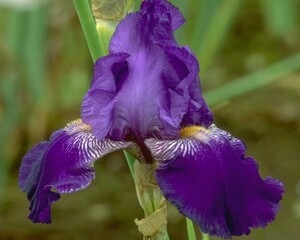 Flowers close view background. Natural flower shape, garden plants