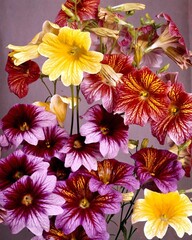 Flowers close view background. Natural flower shape, garden plants