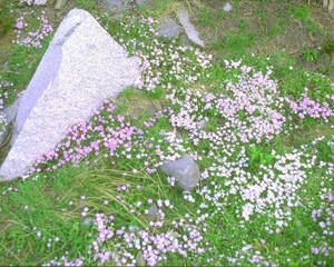 Flowers close view background. Natural flower shape, garden plants