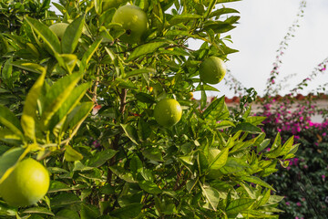 Green citrus fruits growing on a lush tree with bright leaves in a sunny garden.